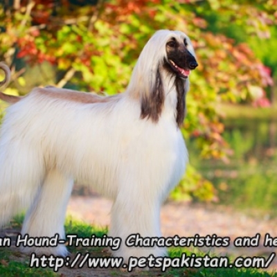 Afghan Hound-Training Characteristics and health