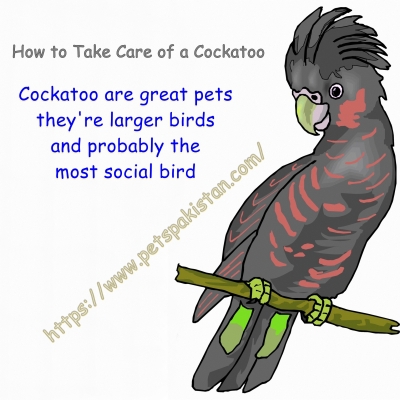 How to Take Care of a Cockatoo