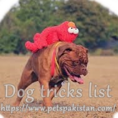 Dog tricks list