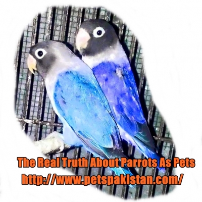 The Real Truth About Parrots As Pets 