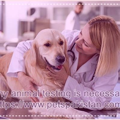 Why animal testing is necessary