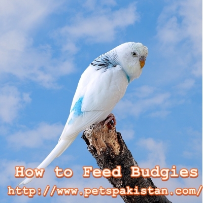 How to Feed Budgies