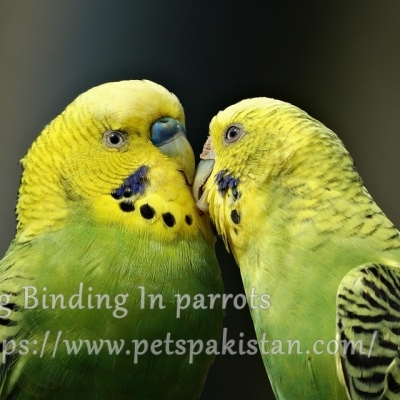 Egg Binding In parrots