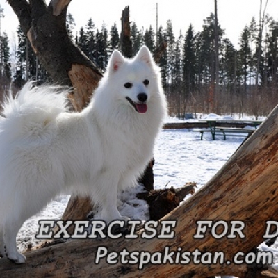 Exercise for dogs  is most important