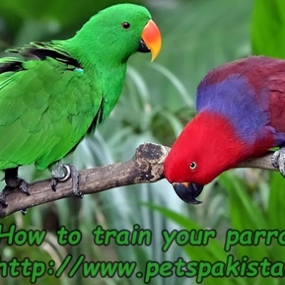 How to train your parrot to talk