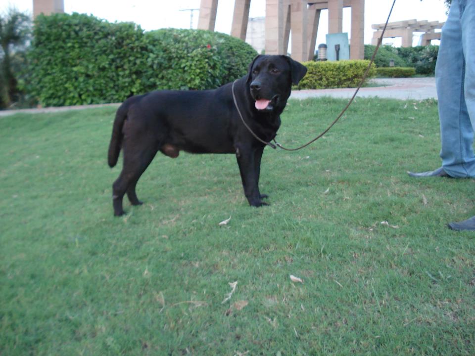 labrador for stud higly pedegred