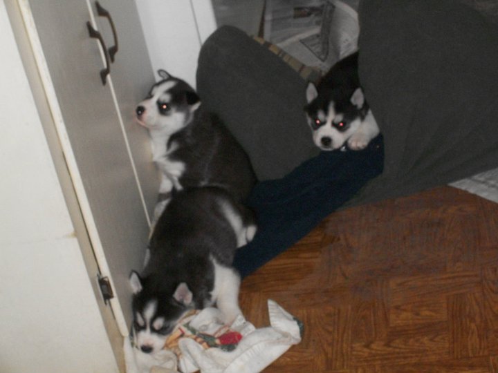 3 siberian husky puppes for free adoption