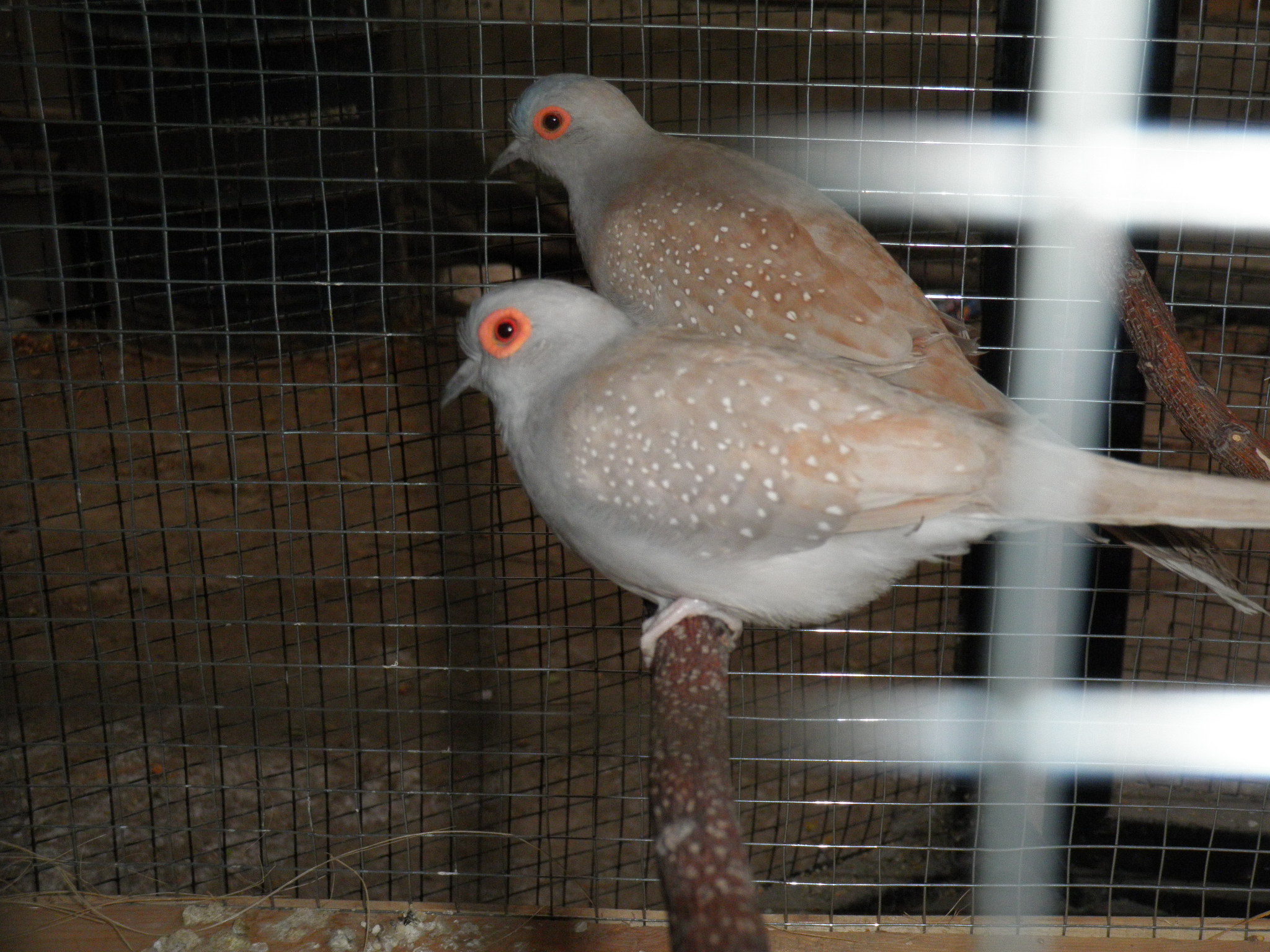 RED DOVE  .2 breeder pairs for sale