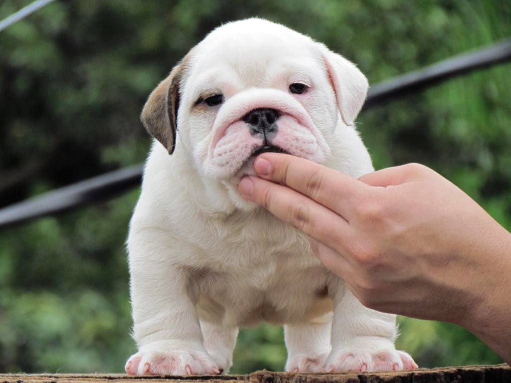 GORGEOUS MALE AND FEMALE ENGLISH BULLDOG PUPPIES FOR ADOPTION