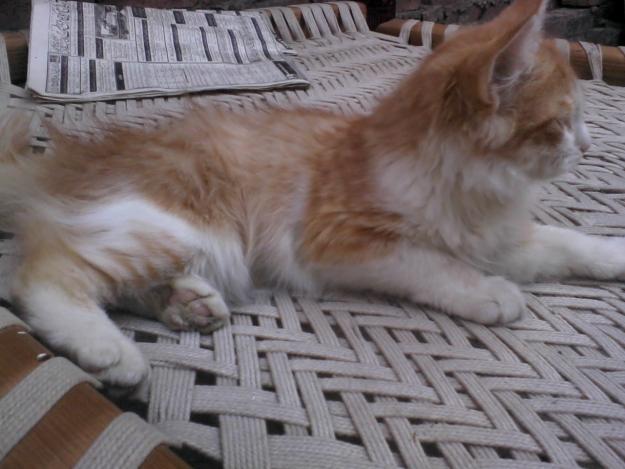 Persian kitten for sale in Lahore