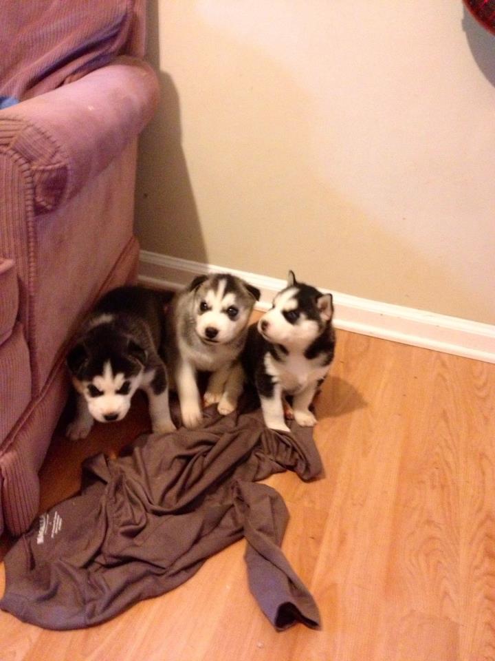 3 siberian husky puppies for free  adoption