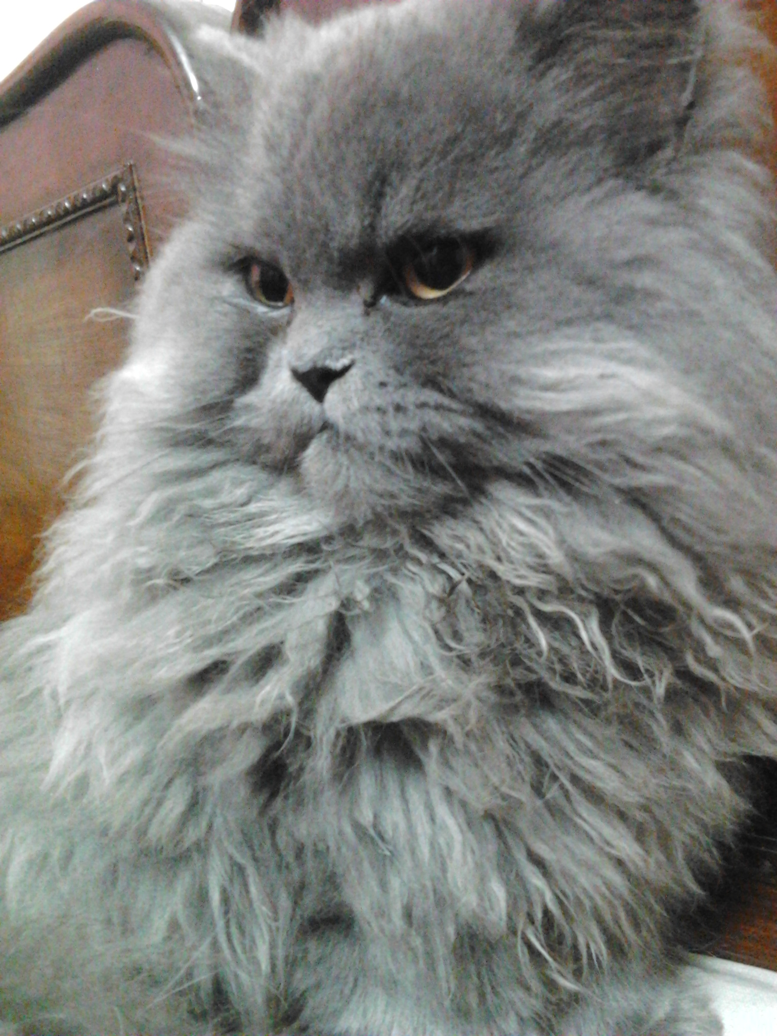 KITTEN 4 SALE ,, demand 14,000/- negotiable