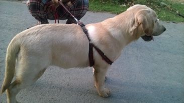 Pedigreed Labrador for sale/imported blood lines