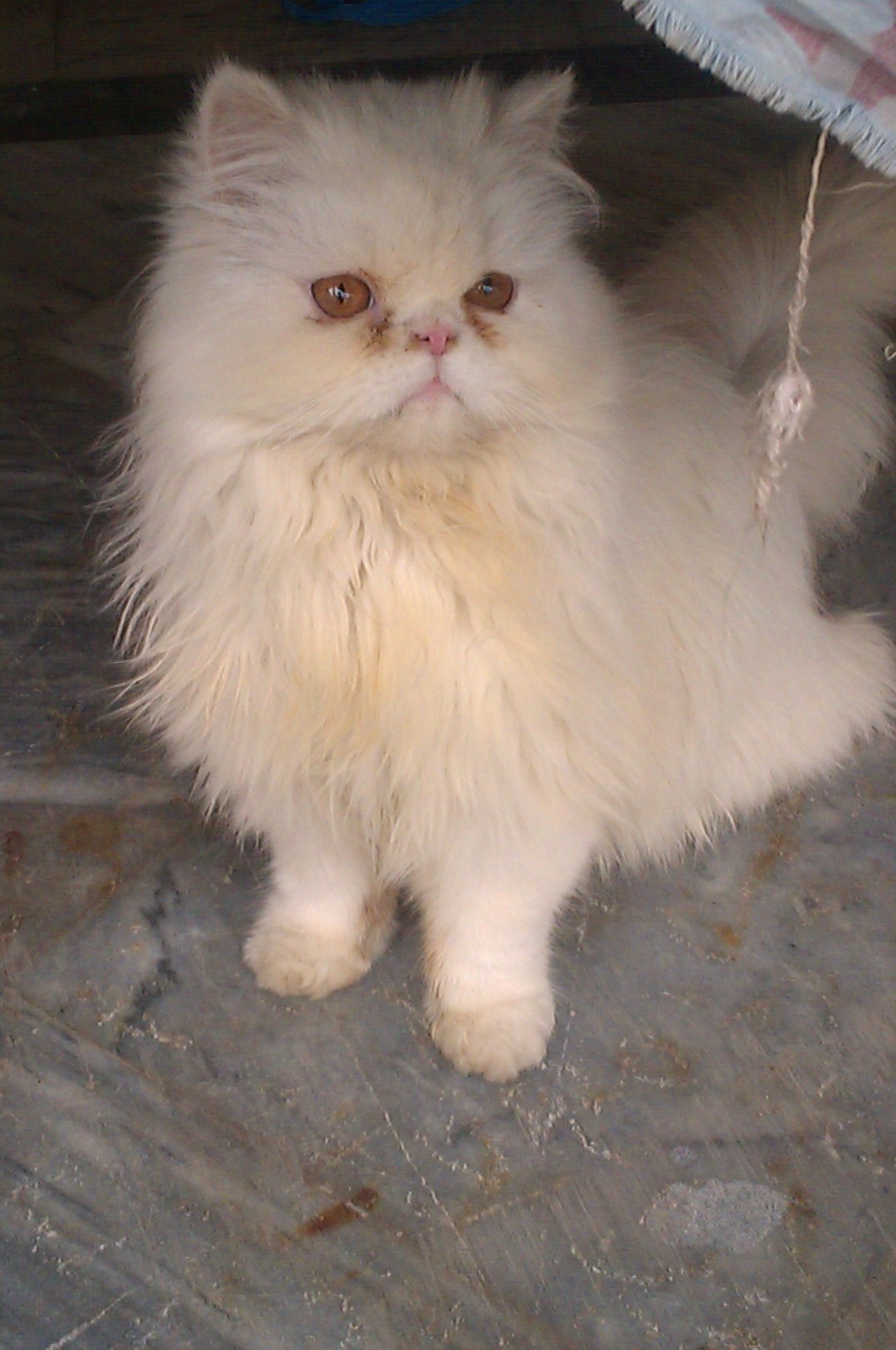 persian extream punch kitten 4 sale