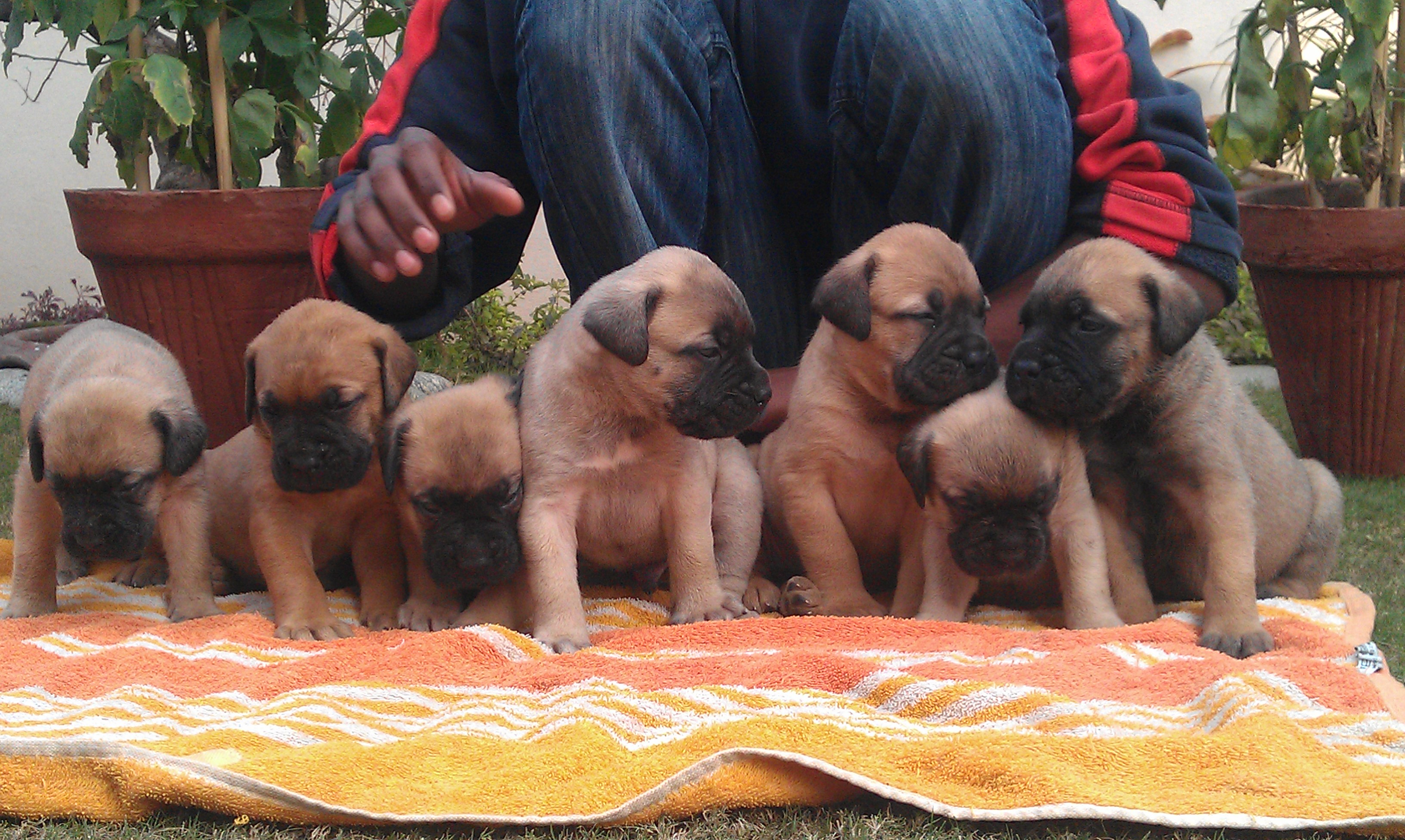 Show Quality bullmastiff puppies for sale