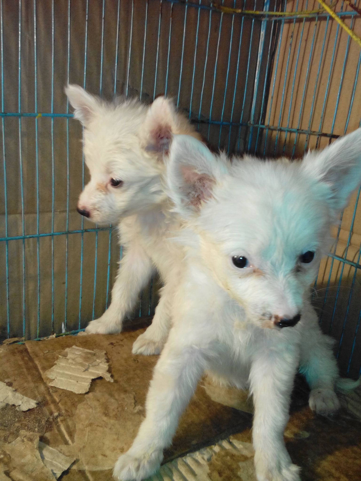  Selling My Pair of West Highland White Terriers 