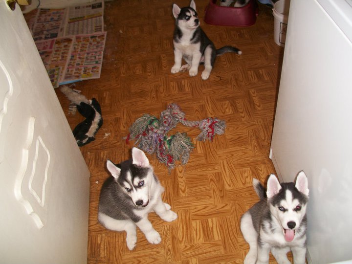 3 siberian husky puppes for free adoption