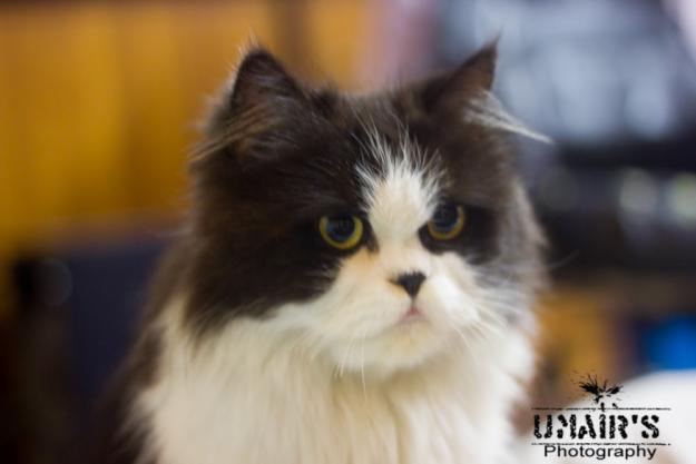 Persian cat imported breed for sale inpakistan