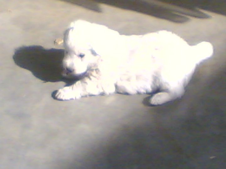 A 5-month old Russian dog 