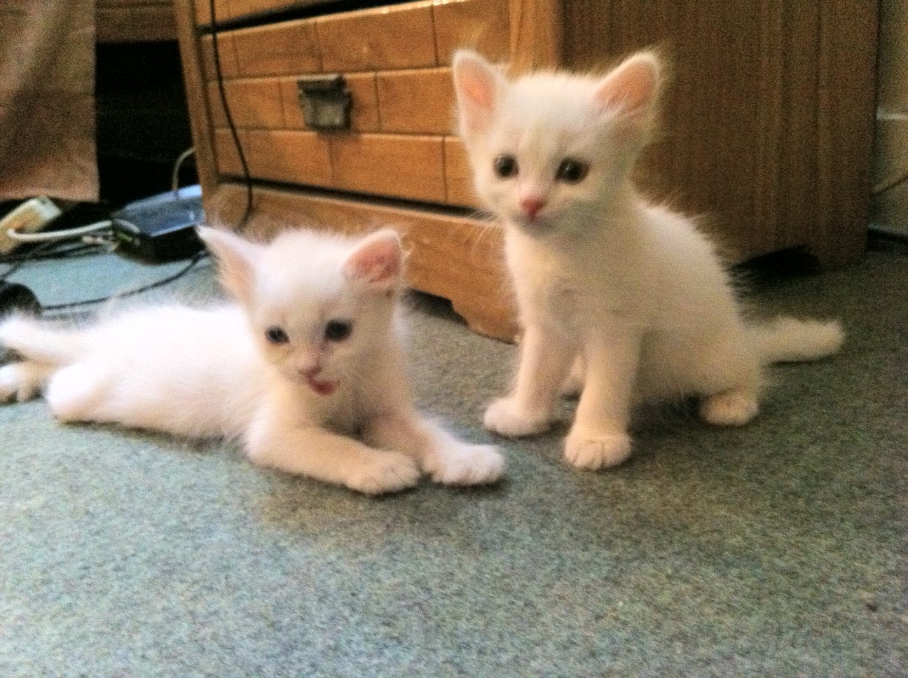 White Persian Kittens 1 Month Old (male and female)