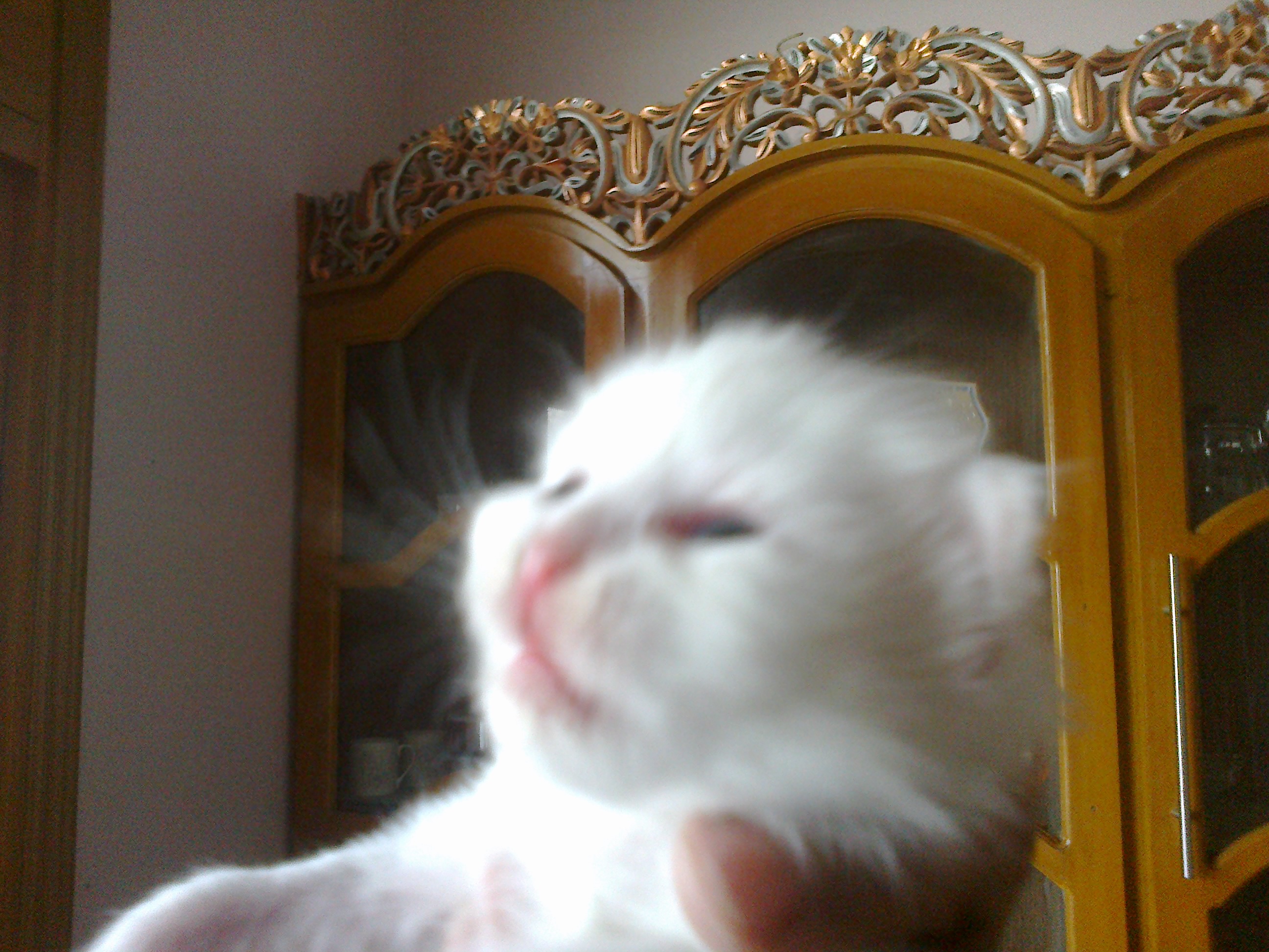 persian kittens for sale