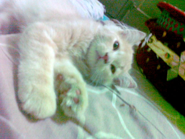 Persian Kitten