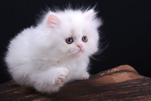 PERSIAN CAT FOR SALE