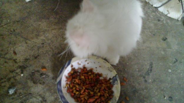 persian kittens for sale