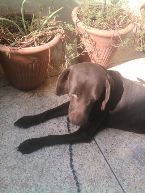 pointer dog for sale in Lahore