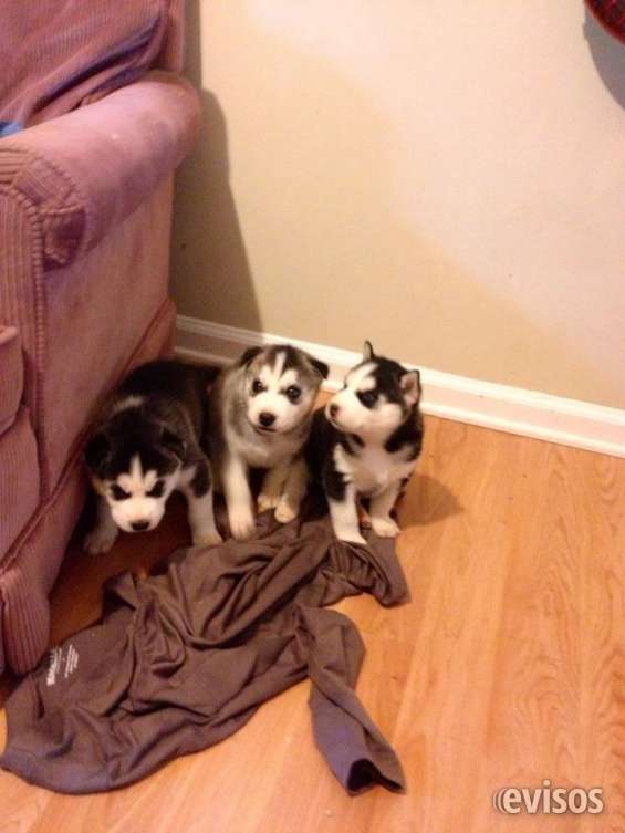 3 husky puppies for free adoption 