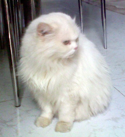 Pure white triple coated Persian Pragnant cat for urgent sale.... for best offer...