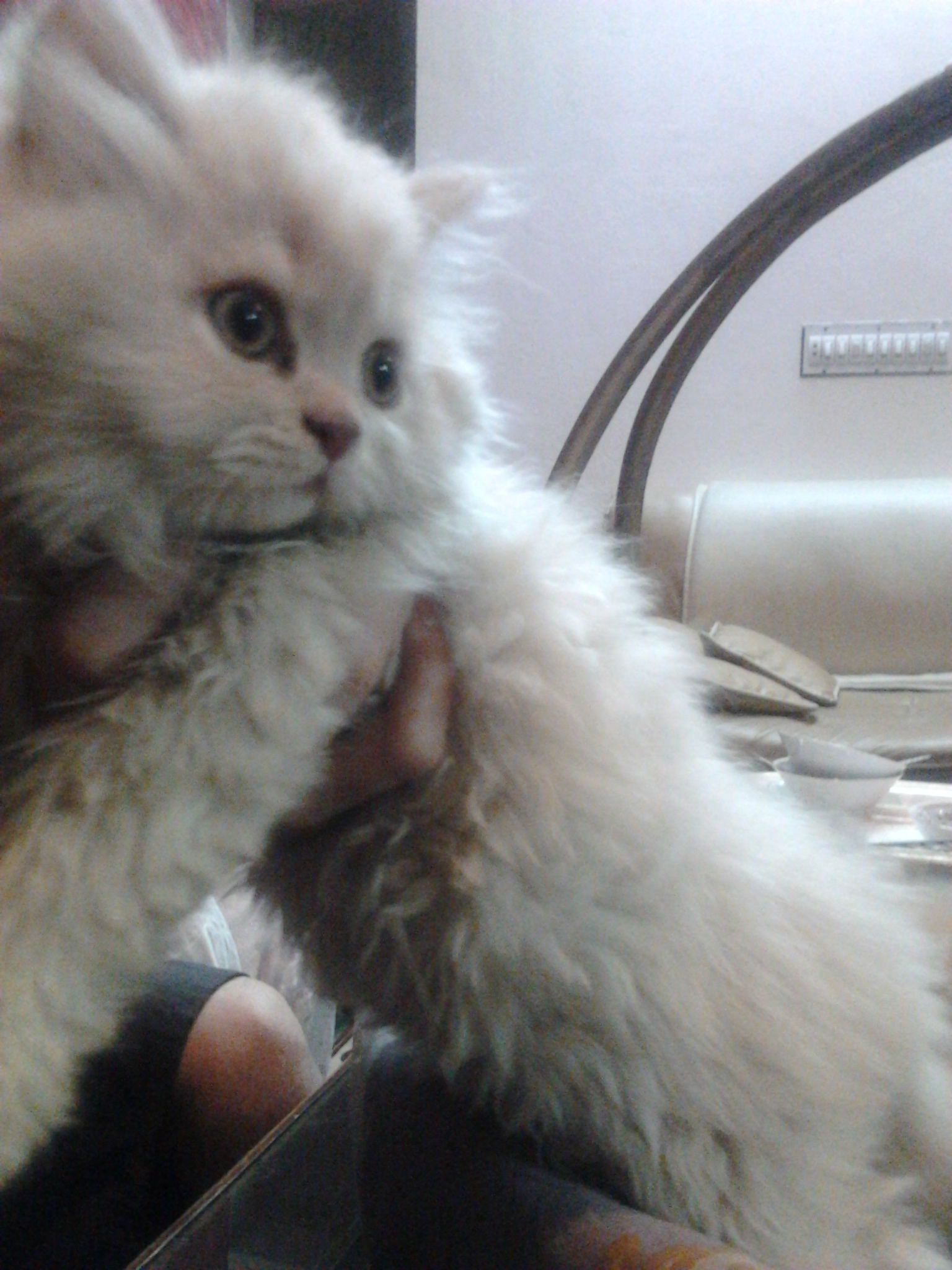 persian cat for sale (punched)
