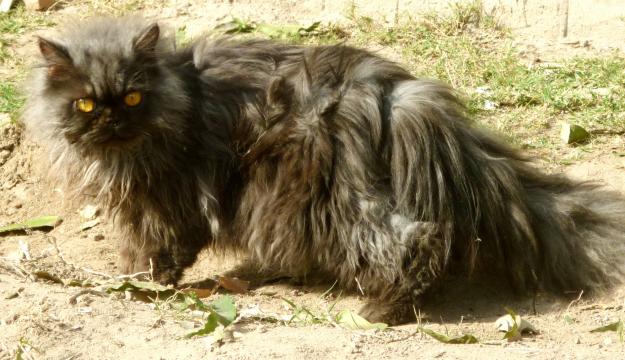 Imported Pure triple coat 101% PUNCHED face Kitten(male) on cheap