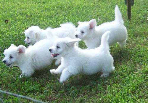 Gorgeous Coton De Tulear Puppies $200
