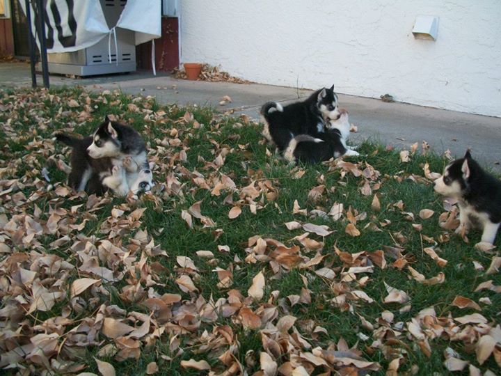 3 siberian husky puppies for free  adoption