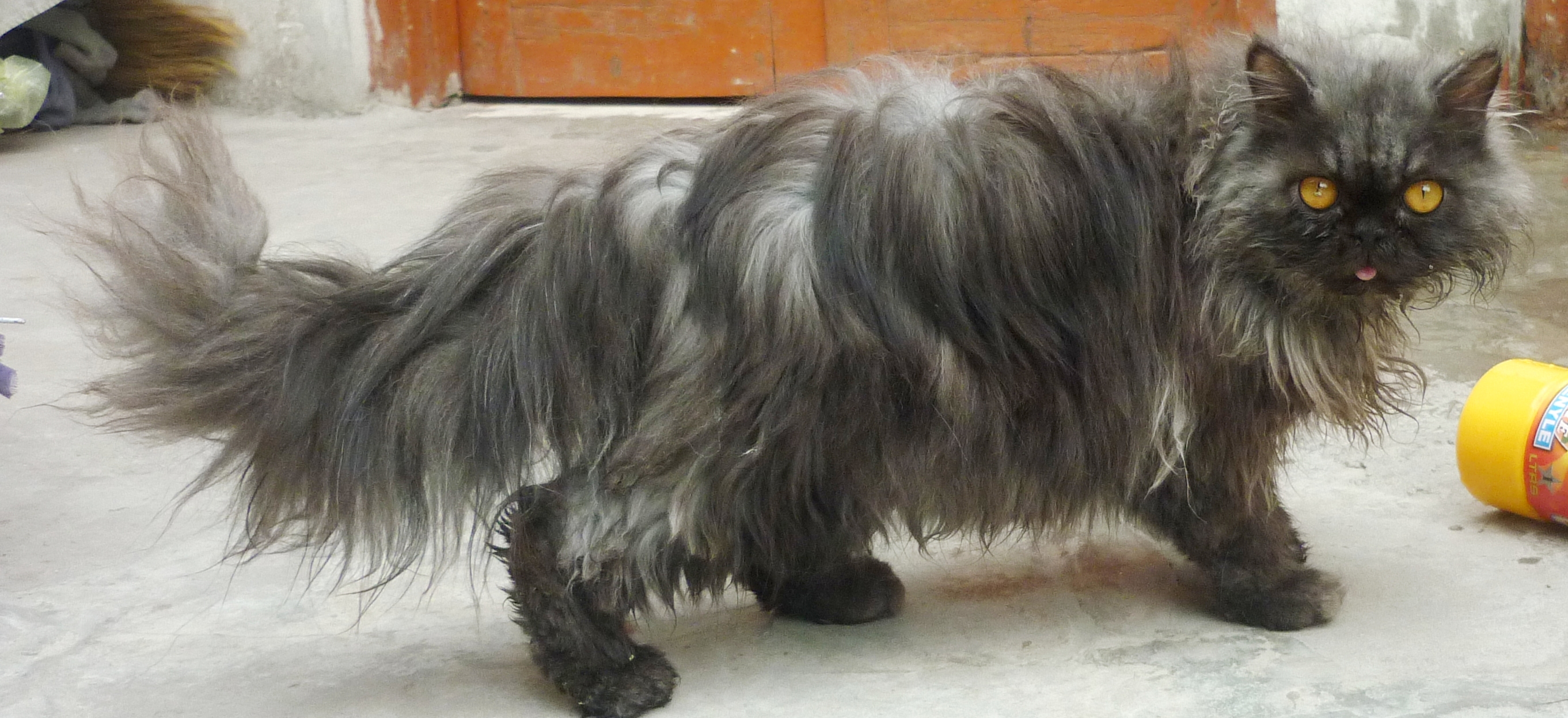 pure persian cat punched face triple coated urgent sale