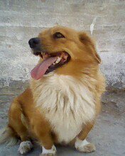 Cardigan Welsh Corgi (European Breed) For Sale In A Very Low Price .