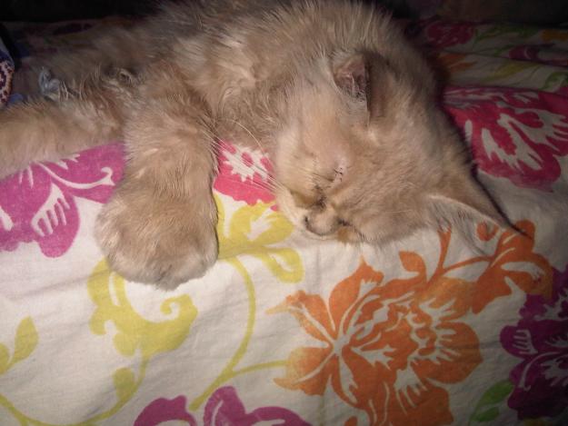 persian cats for sale in lahore