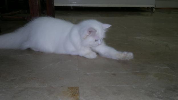Persian Cat for sale in Karachi