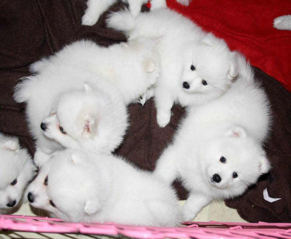 japnese spitz puppies available for adoption 
