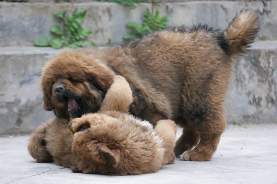  Three Tibetan Mastiff puppies for adoption..........
